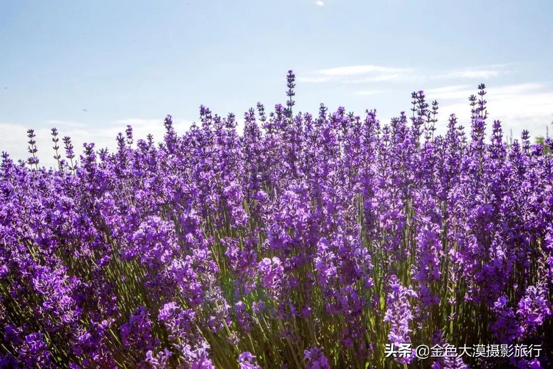 薰衣草什么时候开花（霍城薰衣草花期什么时候？）